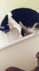 Cat Gets Head Stuck in Plastic Cup