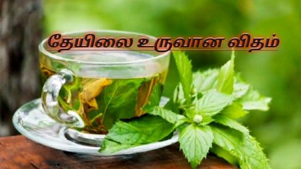 தேயிலை உருவான விதம்