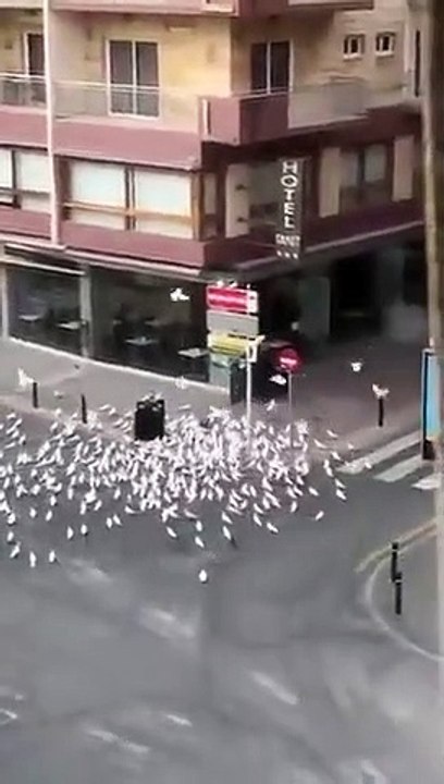 Une centaine de pigeons veut manger dans les rues désertes en Espagne
