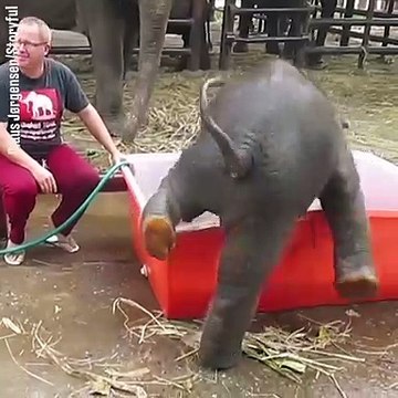 L'heure du bain pour cet éléphanteau pas très agile... trop mignon