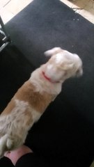 Dog(Bandit) Smiles For The Camera