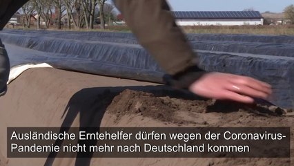 Erntehelfer dürfen nicht mehr einreisen