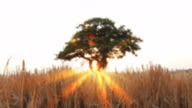 Chêne : symbolique et histoire de cet arbre