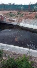 मंदसौर: नहर परियोजना के स्टॉप डैम पर हजारों की संख्या में मिली मरी हुई मछलियां