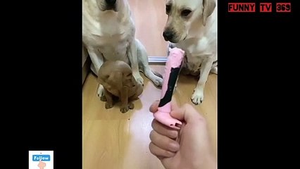 Who is the culprit who broke the item, the story of 3 dogs and the item is broken