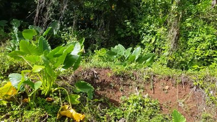 SPIRALE L’HÉRITAGE DE SAW  GOATS