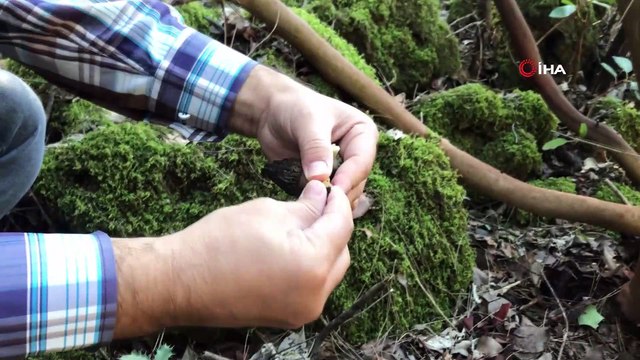 Toprak altından çıkıyor, vücut direncini artırıyor...Yaşı 200, kurusu 750 TL'den satılıyor