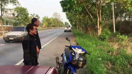 Wild elephant causes chaos after walking across highway and raiding gardens