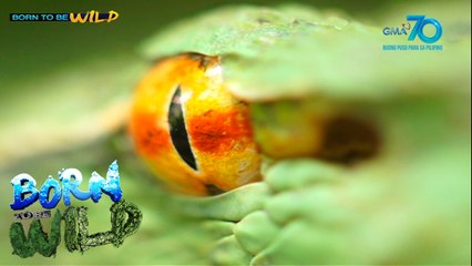 Born to be Wild: Documenting the life of Philippine Temple Pit Viper