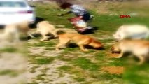 ÇANAKKALE İnsanlar evlere kapandı, aç kalan sokak köpeklerini hayvanseverler besledi