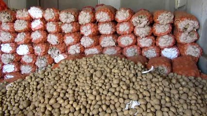 Patates ekim sezonu başladı
