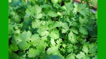 झटपट बनाए धनिया पत्ता की चटनी || Instant Coriander Leaves Tasty Chutney