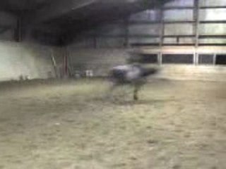 apprentissage saut pour un andalou