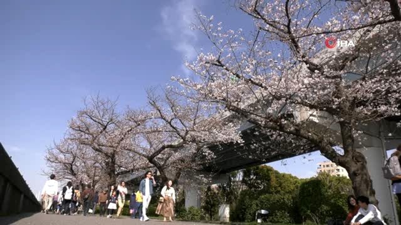 - Japonya'da 'sakura' coşkusuna korona virüsü engeli- Kiraz çiçeği mevsiminde parklar boş kaldı