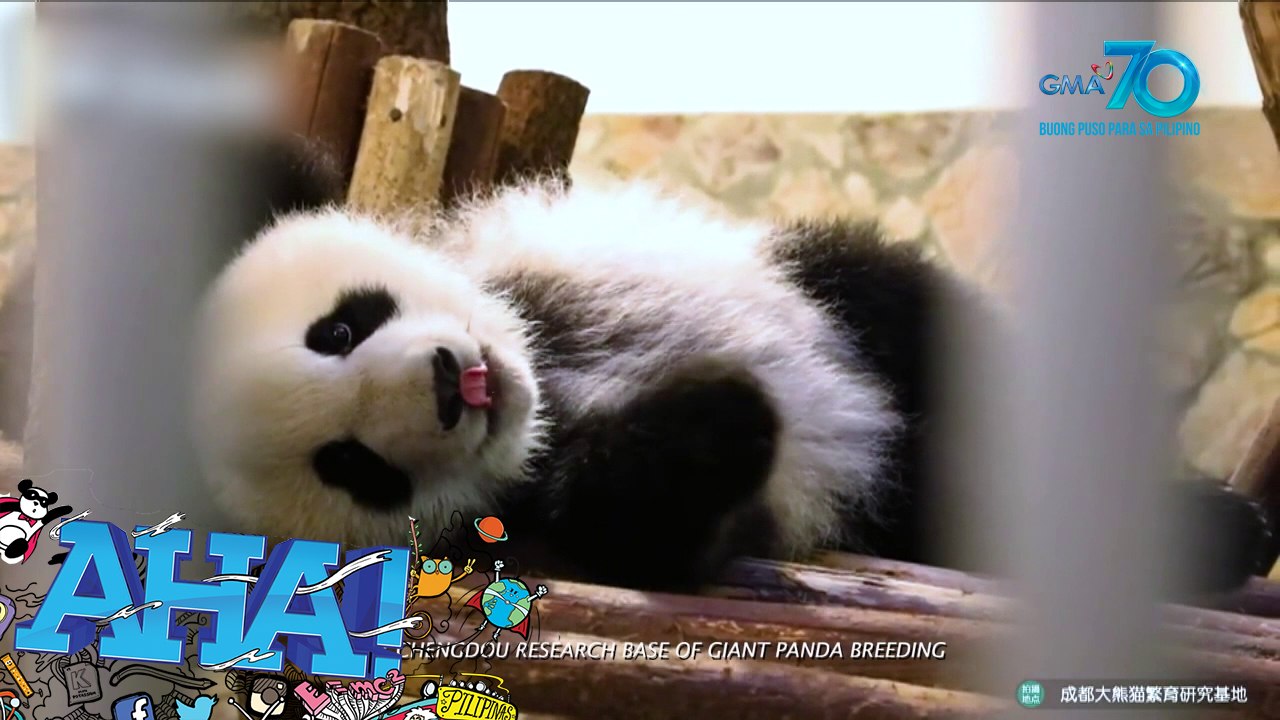 AHA!: Cutie Creature Countdown!