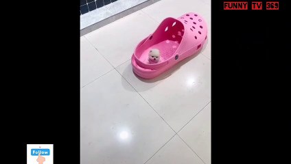 super tiny dog ​​whose house is huge slippers