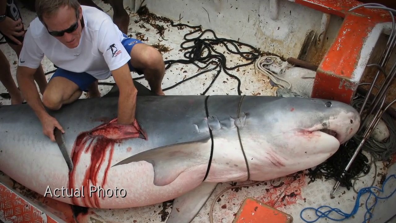 When Sharks Attack : Honeymoon Hell