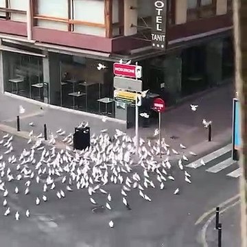 İnsanların yem atmasına alışan güvercinlerin, karantina altında olan İspanya sokaklarında bir insan görmesi ve verdikleri tepkiler