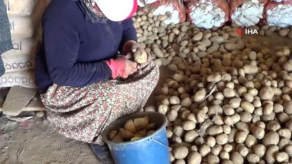 Sandıklı'da patates ekimi başladı