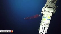 Squid Looks Like Alien Spacecraft In Incredible Underwater Video From Australia