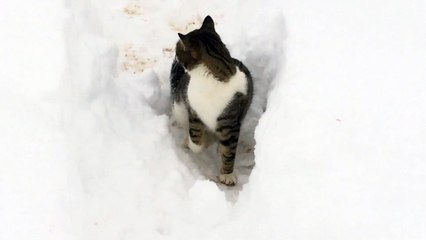 cat living in difficult conditions on the mountain
