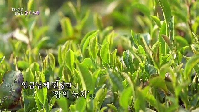 [UHD 다큐 풍경] 따스하고 향긋한 봄의 노래