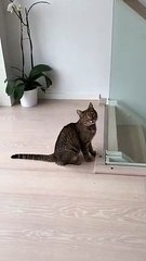 Regardez ce chat sur la rambarde de l'escalier !