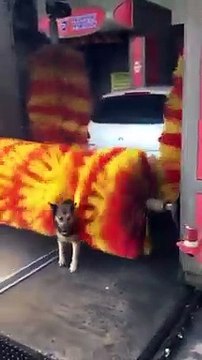 Carwash : ce chien adore se faire laver par les plumeaux !