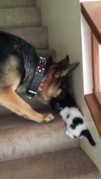 Un berger allemand aide un chaton à monter les escaliers