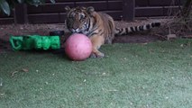 Ce tigre de 90kg veut jouer avec son maitre