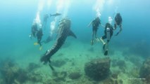 Un jeune requin baleine veut jouer avec des plongeurs... Adorable