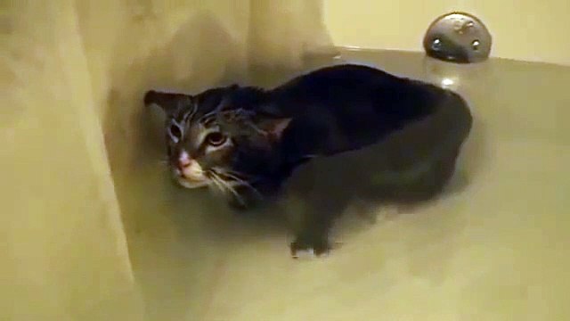 Ce pauvre chat miaule dans son bain