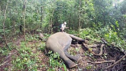 Réveil d'un éléphant après une anesthésie... Impressionnant
