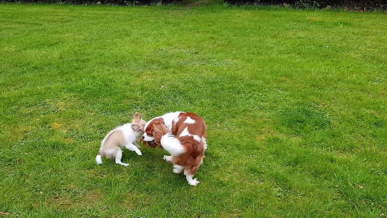 Juliane et Phandor jeux au jardin