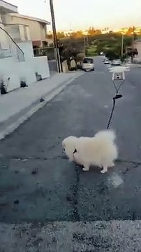 Ở nhà tự cách ly vì dịch Covid-19, thanh niên dùng flycam dắt chó cưng đi dạo