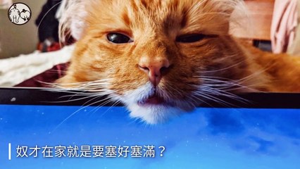 petsmao.nownews-copy2-20200323-11:52