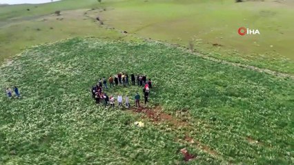 Atatürk Baraj kenarında doğal nergis bahçesi