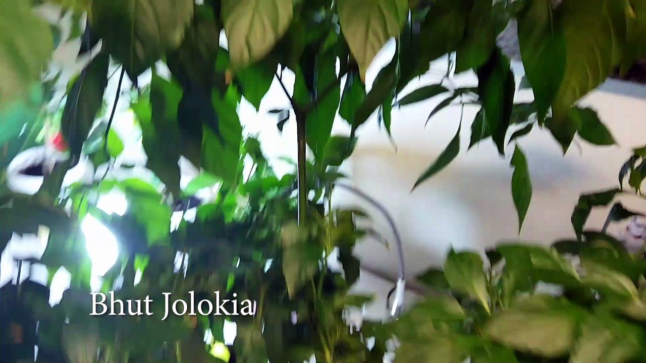 Odlar chili på jobbet