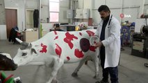 Sivas'ta bir veteriner hekim, ineklerin karında gaz ve sıvı birikimini ortadan kaldıran ürün...