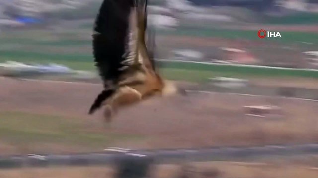 Tedavi edilen kızıl akbaba doğaya bırakıldı