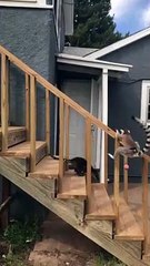 Exotic Pets Playing Fetch