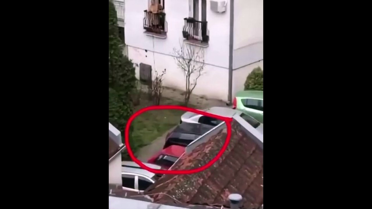 COMO PASEAR AL PERRO DURANTE LA CUARENTENA.