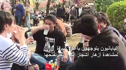 اليابان تحنفي بأزهار أشجار الكرز رغم فيروس كورونا