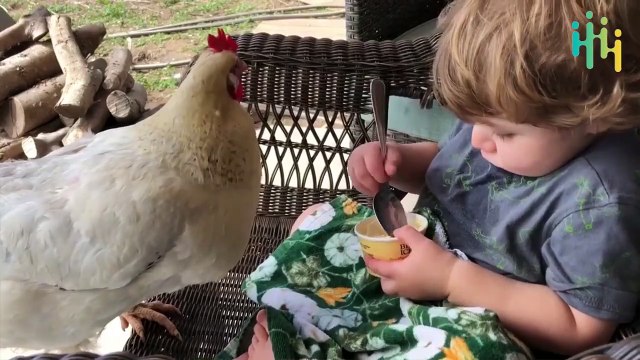 Funniest Pets and Animals Fails Compilation Funny Animal Fails Compilations