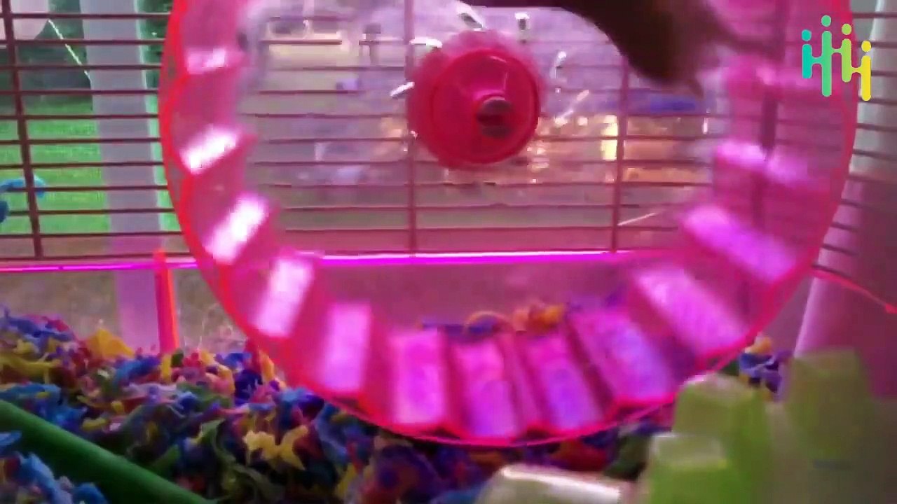 Funniest Pets and Animals Fails Compilation of the Day  Funny Animal Fails Compilations