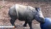 Baby Rhino Passes Time Playing Ball Amid Zoo Closures