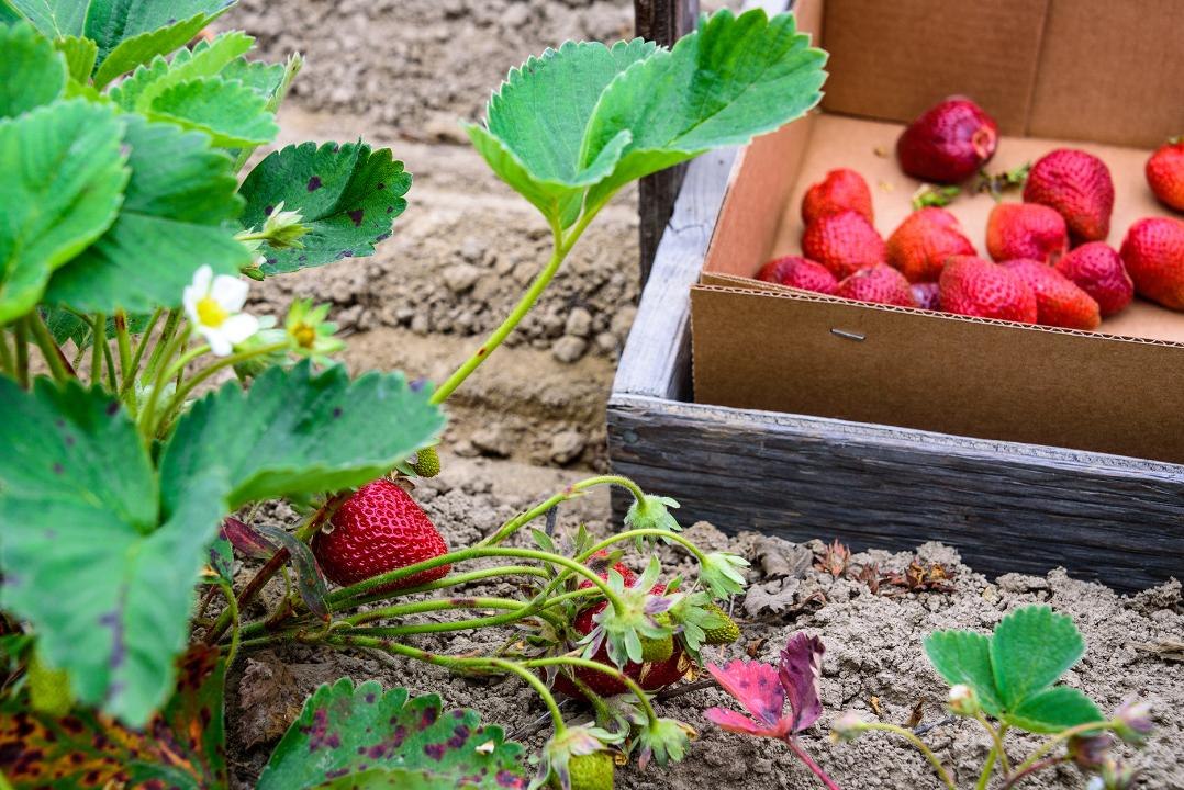 American Farms May Face Labor Shortages Due to Migrant Worker Visa Suspensions