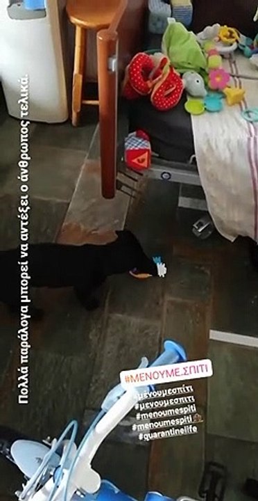 Κατσαβού: Το νέο μέλος στην οικογένεια, τα παιχ...