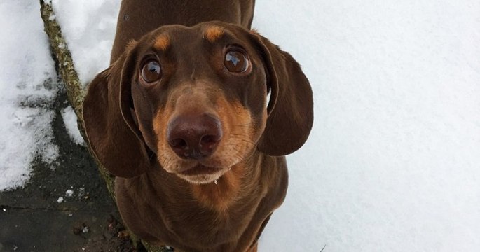 Ce chien était tellement heureux de voir sa famille tous les jours durant la quarantaine qu'il s'est foulé la queue