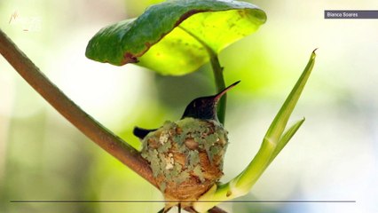 Hummingbird Builds Adorable Nest With a Tiny Roof